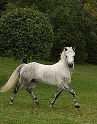 Connemara Stallion Free Running Horizontal, Kippure Cara, Centur