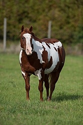 Paints Overweight Horse