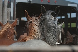 Horses Being Loaded into a Stock Trailer