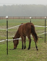 Corolla Horse Domesticated