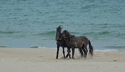 Sable Island Sable Island Horses on the beach