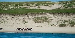 Sable Island Horse Herd on Beach