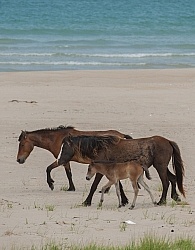 Sable Island Mare and Foal on the Beach