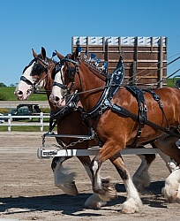 Clydesdale Driving