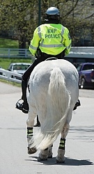 Percheron as Mounted Police Horse