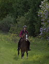 Rocky Mountain Horse on the Trail,Bonnie View Farms Miss Bonnie