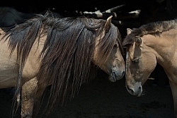 Mongolian Horses