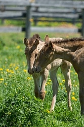Rocky Mountain Foals