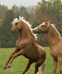 Connemara Stallion Free Running, Century Hill s Gold Not Silver Horses Playing
