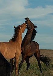 Horses Playing