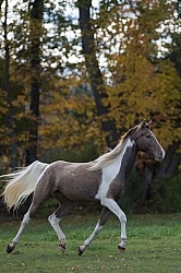 Spotted Saddle Horse Free Running Vertical Bonnie View Farms