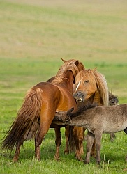Mongolian Horse Family