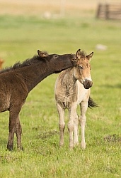 Mongolian Foals Playing