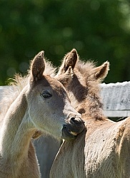 Rocky Mouintain Foals Bonnie View Farms
