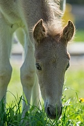Rocky Mouintain Foal Bonnie View Farms