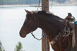 Bar W Ranch Horse Tied