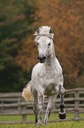 Connemara Stallion Free Running Vertical, Kippure Cara, Century