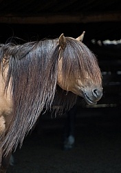 Mongolian Horses Long Mane