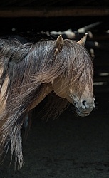 Mongolian Horses Long Mane