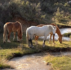 Grazing Horses by River Herd Grazing