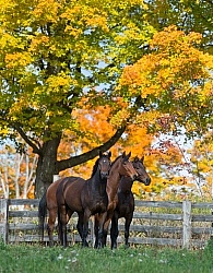 Appendix Quarter Horses in Fall Foliage Domestic Herd