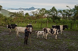 Dairy Cattle at Bomboli, Ecuador