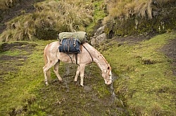 Chuggo stops for a drink in the valley river in The high Andes