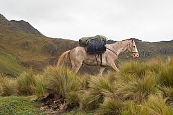 Chuggo in the Paramo in the High Andes