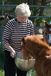 Feeding an Orphaned Foal