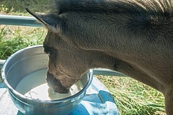 Feeding an Orphaned Foal