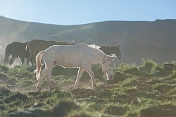 Crossing The Andes Mule