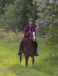 Rocky Mountain Horse on the Trail,Bonnie View Farms 