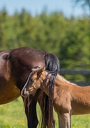 Rocky Mountain Foal