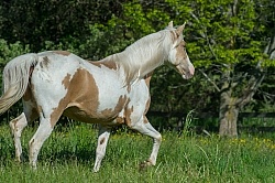 Spotted Saddle Horse Free Running