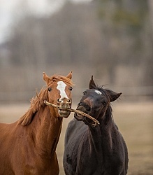 Yearlings Playing