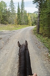 Bailey Boy on the Road to Voyageur Bay at Horse Country Campgrou