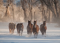Winter Herd