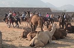 Riding Through The Pushkar Camel Fair
