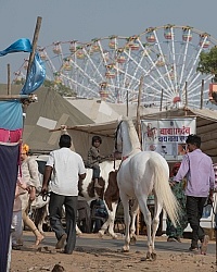 The Camel Festival in Pushkar