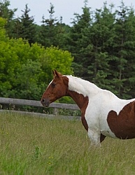 Senior Horse