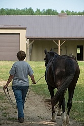 Home Horse Keeping
