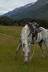 Cloud Waits for the Day ride from Boundary Hut, Wild Womens Expeditions with Adventure Horse Trekking New Zealand