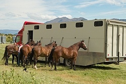 Horses at The Trailer after Ridiong Out of Dingleburn StationDingleburn Station on the Land of the Long White Cloud Ride with Wild Womens Expeditions and Adventure Horse Trekking New Zealand
