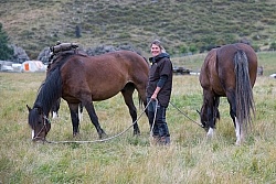 The Horses Graze at Dingleburn Station on the Land of the Long White Cloud Ride with Wild Womens Expeditions and Adventure Horse Trekking New Zealand