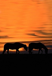 Ghila Horses at Sunset