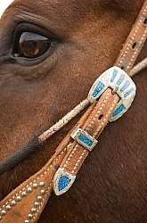 Western Bridle with Bit