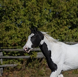 American Paint Horse Free Running