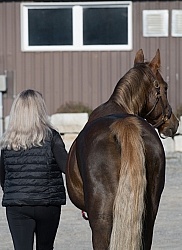 American Saddlebred with People
