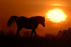 Nokota Horse Silhouette