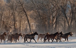 The Hideout Guest Ranch Horses in the Snow